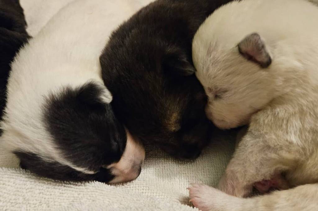 10 day old puppies rescued from North Okanagan crash